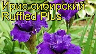 Ирис сибирский Раффлед Плюс. Краткий обзор, описание характеристик iris sibirica Ruffled Plus