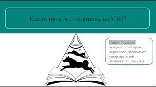 Как понять, что за кишка на УЗИ? | Запись вебинара | УЗИ собак и кошек