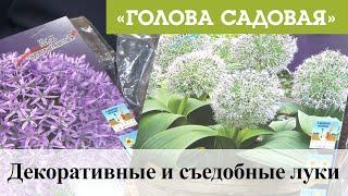 Голова садовая - Декоративные и съедобные луки