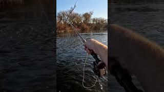 End of season egg fishing.  #flyfishing #fish #fishing