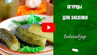 Огурцы для засолки  Выбираем лучшие сорта огурцов  Семена с Хитсад.