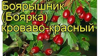 Боярышник кроваво-красный. Краткий обзор, описание характеристик crataegus coccinea