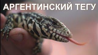 Аргентинский черно-белый тегу