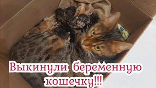 Ужас! Беременную бенгальскую кошечку выкинули на улицу! Она стала не нужна!