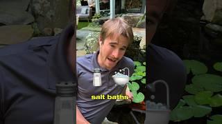 Salt baths are a pretty cool way to treat koi #koi #petcare #watergarden