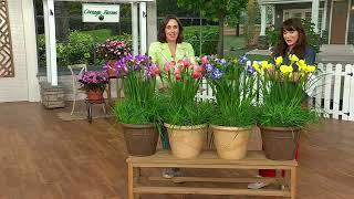 Cottage Farms 4-Piece Siberian Iris Collection Bareroot Plants on QVC