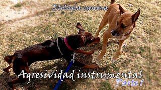 Reactividad y agresividad instrumental - El control del espacio en perros - Etología canina