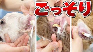 【スッキリ】ワンちゃんの巨大耳垢をごっそりお掃除  Vol.54