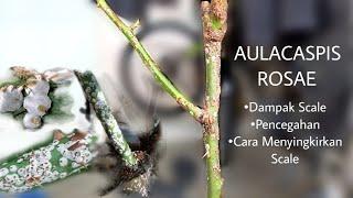 Mengatasi Hama Mawar || Scale-Aulacaspis rosae-Kutu Perisai