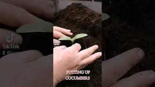 La Diva Cucumber potting up.
