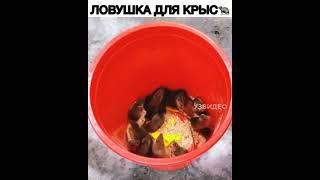 Ловушка для крыс 