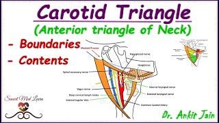 Carotid triangle of neck/ Anatomy /Simplified - Boundaries & contents/Anterior triangle of neck