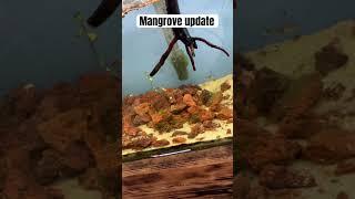 #red #mangrove #fishtank #update #like #comment #subscribe I’m