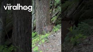Cougar Watches Hiker On Garibaldi Lake Trail || ViralHog