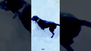 Dogs like to play the snow #funny #funnypetschannel #funnyanimal #funnypetclub #funnycat #funnydogs