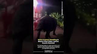 Rhino Makes ‘Wild Card Entry’ at Wedding, Leaves Guests in Shock