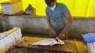 Chonak Fish Cutting in Margao Fish Market Goa #goa #chonakfish #fishcutting