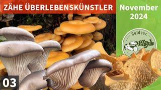 PILZE… ZÄHE ÜBERLEBENSKÜNSTLER | Austernseitling &   Verwechslung | Stockschwämmchen & Erstfund