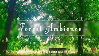 Forest Therapy  Positive Energy, Birds Singing & Healing Forest Sounds  Fresh Morning Meditation