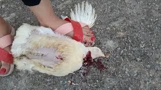 A girl slaughters a chicken