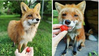 Foxes try strawberries and my hands 