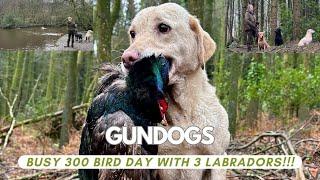 300 Bird day, 3 Gundogs in my team, pheasant & duck. Water retrieves / woodland / fields #workingdog