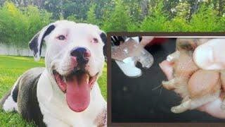 Pitbull Nail Trim CLOSE UP!