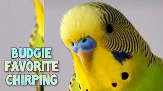 Parakeet trying to talk, Budgie loud chirping