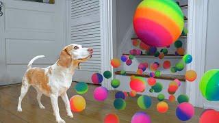 Dog Surprised with Technicolor Waterfall of BALLS!