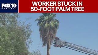 Neighbor describes rescue of palm tree trimmer | FOX 10 Phoenix