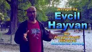 Avrupa'da Evcil Hayvanlar | Modern Kentler ve İnsan için Şehirler