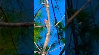 Bird climbing on this tree…red bellied woodpecker