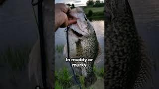 Catch 10X More Crappie Using These Tips! #fishing #crappie #outdoors