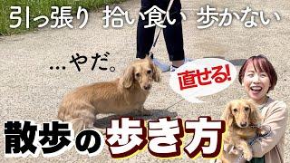 【感動】意地でも人に付いて歩かない愛犬が変わった!! ひっぱり癖・拾い食いも直せる『魔法のリーダーウォーク』