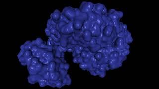 Luciferase