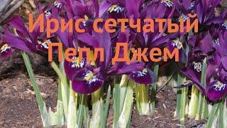 Ирис обыкновенный сетчатый Пепл Джем  обзор: как сажать, луковицы ириса сетчатый Пепл Джем