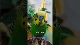 #年轻人养宠图鉴#潮流生活优等生 #cutebirds #parrot