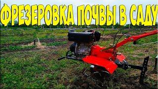 Мой легкий мотоблок Кентавр | Фрезеровка почвы в саду | Milling the soil in the garden