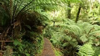 Walking In Tarra Valley, Balook, Victoria, Australia - Cyathea Falls, Tarra Falls [4K] [3D Sound]