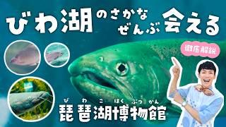 琵琶湖博物館へ行く前に見て！100倍楽しめる水族館プロガイドの徹底解説ツアー【最強の淡水魚水族館】