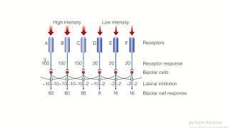 PSYCH360 Cognitive Processes, Online Module 2, 3 Perception Mach bands