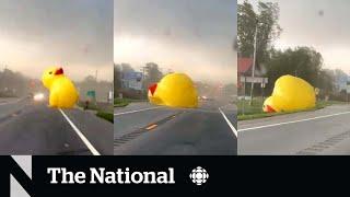 #TheMoment a giant inflatable duck blew across a Michigan road