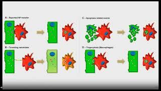 High Resolution Imaging of Zebrafish at Nano and Millimeter Scale