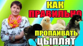 Как правильно пропаивать цыплят с первых дней жизни.