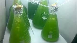 Isolation, cultivation, harvesting & drying  of  Scenedesmus Micro Algae for biodiesel