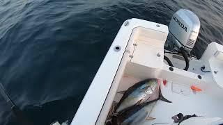 Yellowfin Tuna South of Block Island Rhode Island