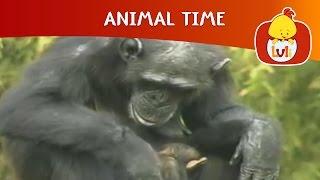 Animal Time | Cartoon for Children - Luli TV