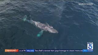 Crews work to free entangled humpback whale off Southern California coast