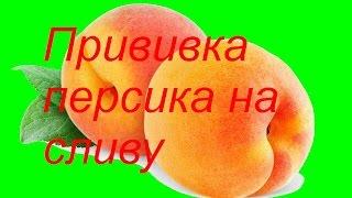 Прививка персика на сливу