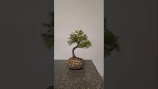 Tiny spruce repot#bonsai #fyp #how #to #diy #channel #tutorial #cone #pot #thrift #shop